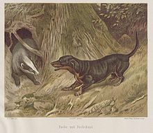 A dachshund hunting a badger